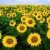 Kansas State Flower: Sunflower (Photo by Bruce Fritz, USDA, ARS)