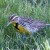 Kansas State Bird: Western Meadowlark (Photo by Will Elder, NPS)