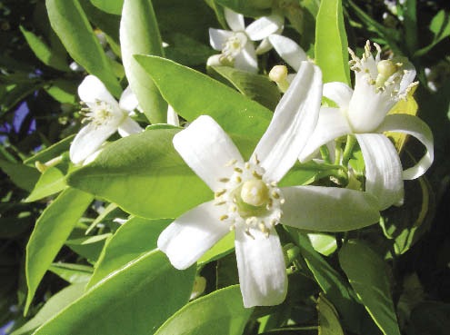 Neroli Blossom