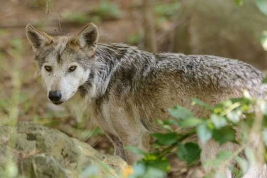 Garner Rix probably encountered gray wolves but saw them as a threat to his livestock. - Used under Creative Commons