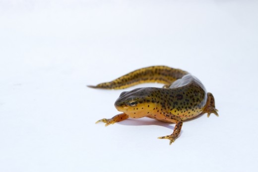 Red Spotted Newt - Used under Creative Commons