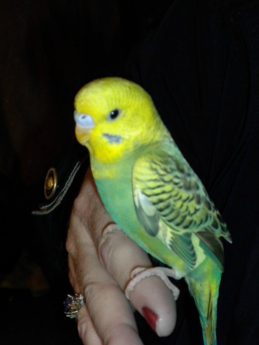 A bird is a great pet! This is my angel Gumby (May he rest in peace).