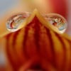 Orchid Eyes profile image