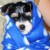 Cuddly pup Cuddly pup