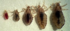 Battling a Prehistoric Menace- Head Lice in Children