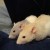 Mo and Nim Mo and Nim