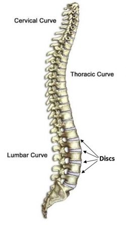 The curves of the spinal column.