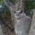 Me and my tree. I share it with possums. Me and my tree. I share it with possums.
