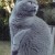 Hmm, should I go back inside and check my foodbowl? Hmm, should I go back inside and check my foodbowl?