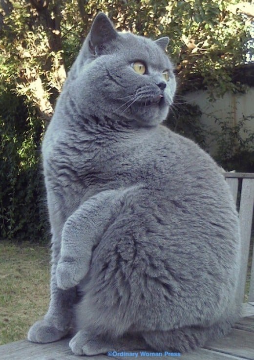 Life with a British Shorthair Cat | hubpages