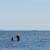 The marine sanctuary is frequented by snorkellers and kayakers The marine sanctuary is frequented by snorkellers and kayakers