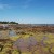 Looking south towards the Mornington Peninsula, the rockpools are full of sea snails and tiny crabs at low tide Looking south towards the Mornington Peninsula, the rockpools are full of sea snails and tiny crabs at low tide