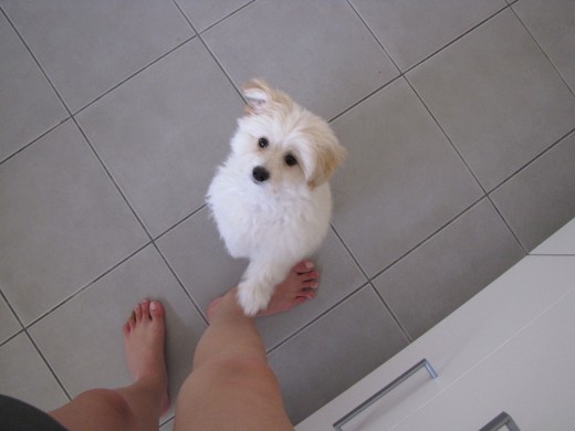 Fluffy waiting for a treat