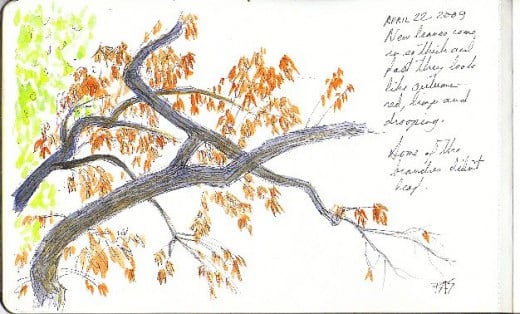 Ink and watercolor sketch of the view from my bed in Kansas by Robert A. Sloan, branches in reddish soggy spring foliage