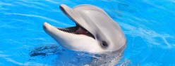 Wonderful World of Dolphins