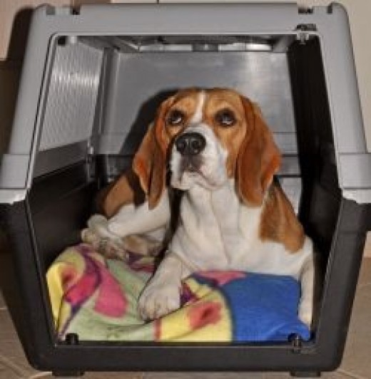 Beagle How To Choose the Right Travel Crate hubpages