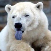 ArcticBen profile image