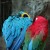Lovebirds Lovebirds