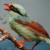 Tweet Tweet Tweet Tweet