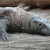 Sad Komodo at the Denver Zoo Sad Komodo at the Denver Zoo