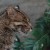 Shy Cat Shy Cat