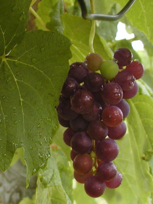 Red Grapes by Farlane Red Grapes by Farlane