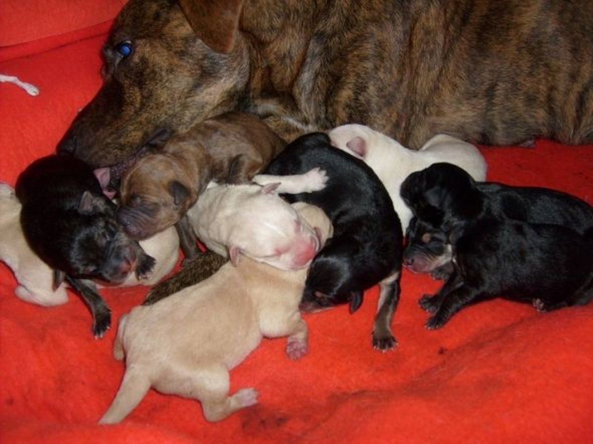 Pit Bull Puppies From Birth to Six Weeks PetHelpful