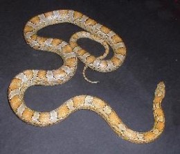 Corn Snake Growth Rate Chart