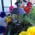 Nestle outdoor solar lights into your flowers for a creative effect! Nestle outdoor solar lights into your flowers for a creative effect!