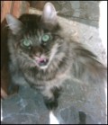 Why Cats Should not Become Vegetarian