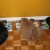Lining up for dinner.  I've been told they all have to be part squirrel, based on their tail size!