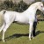 Beautiful example of an Arabian showing the concave head, the short coupled back and that  typical high Arabian tail carriage.