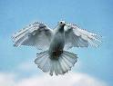 White Dove
