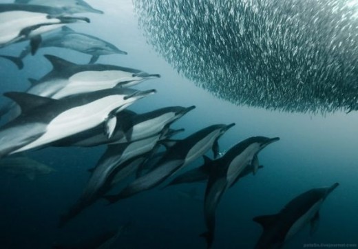 Dolphins encircling a bait ball of sardines