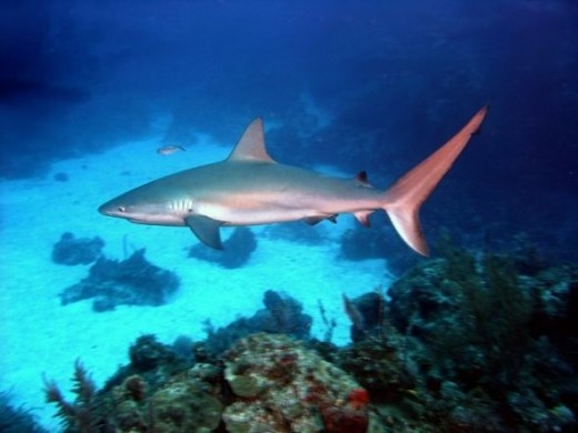 The Caribbean Reef Shark
