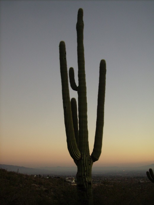 Viewing Tucson valley from Finger Rock Trail Head as dusk descends over the city.