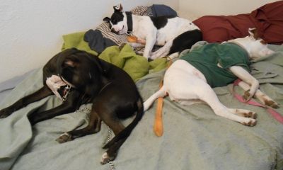 Left to Right: Zen, Bushi and Karma. (Squeaky and Raz weren't in the mood to join the pic.}
