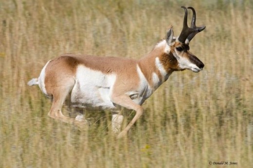 Pronghorn Antelope donaldmjones.com