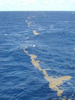 Lines of Sargassum Seaweed in the Sargasso Sea