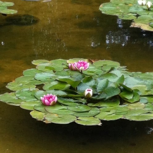 Pad of water lilies in a pond