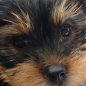 puppiesyorkshire profile image