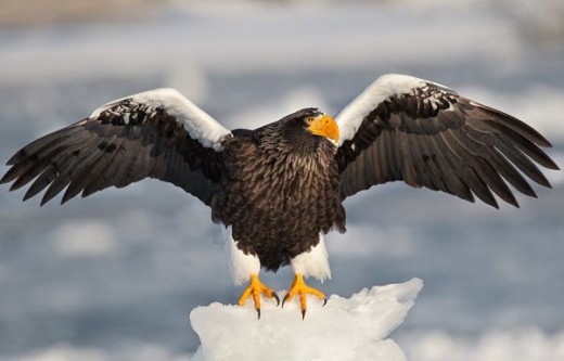 Sometimes Loki was an Eagle