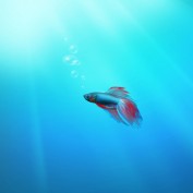 beta fish care profile image