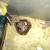 Munching their way though their food bowl Munching their way though their food bowl