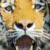 wwwsitese profile image
