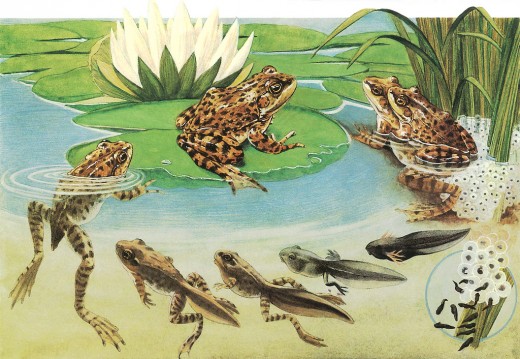 Frog Life Cycle - Used under Creative Commons