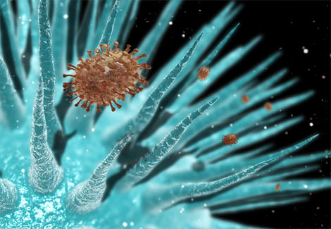 Image of an influenza virus invading respiratory tissue