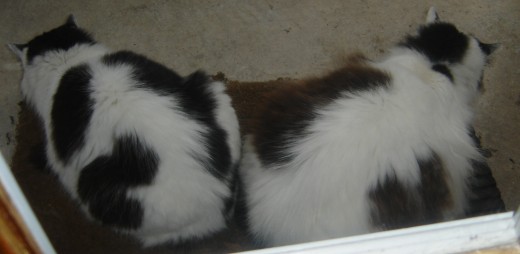 Pinky and Blacky