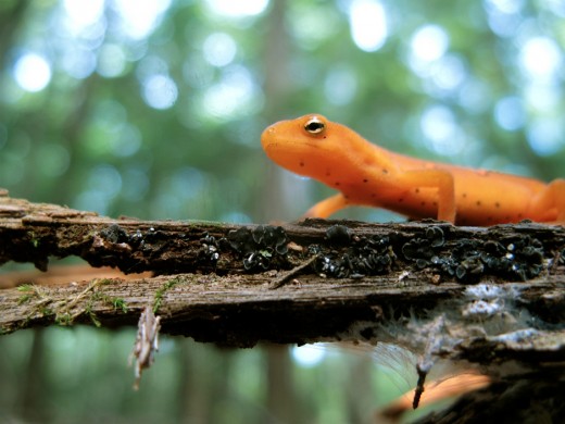 Red Eft (Notophthalmus viridescens) - Used under Creative Commons