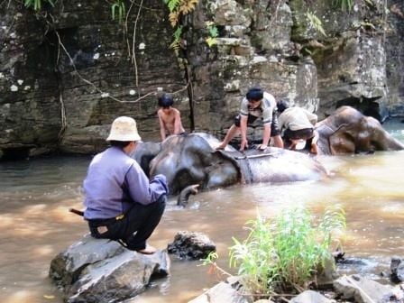 Elephants getting a good wash